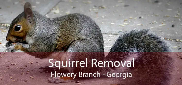 Squirrel Removal Flowery Branch - Georgia
