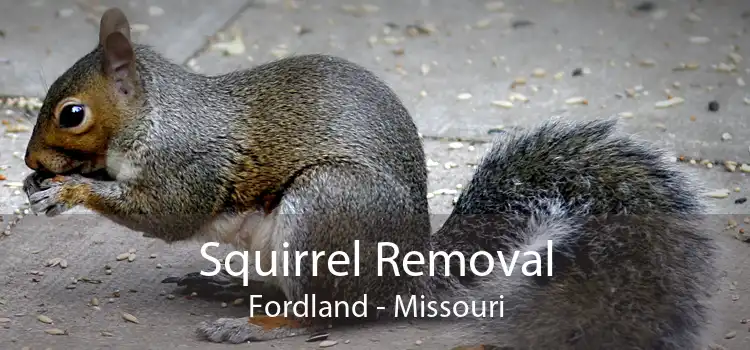 Squirrel Removal Fordland - Missouri