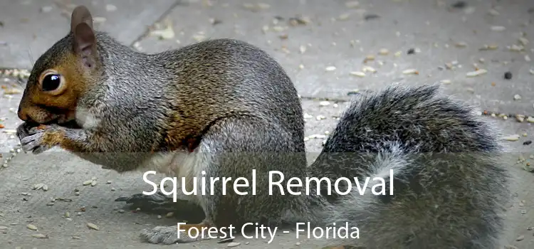 Squirrel Removal Forest City - Florida