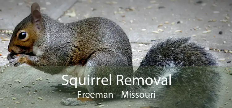 Squirrel Removal Freeman - Missouri