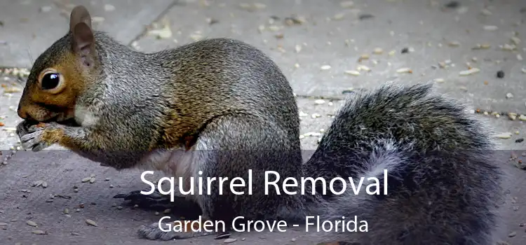 Squirrel Removal Garden Grove - Florida