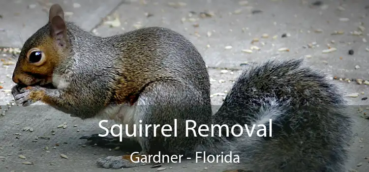 Squirrel Removal Gardner - Florida