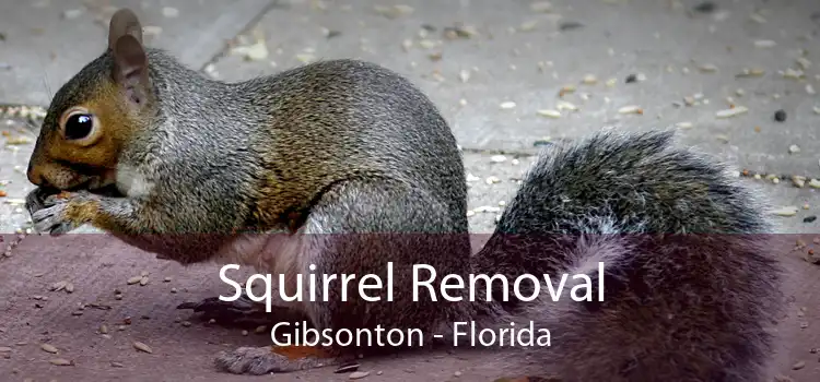 Squirrel Removal Gibsonton - Florida
