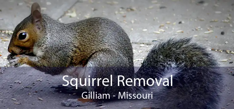 Squirrel Removal Gilliam - Missouri