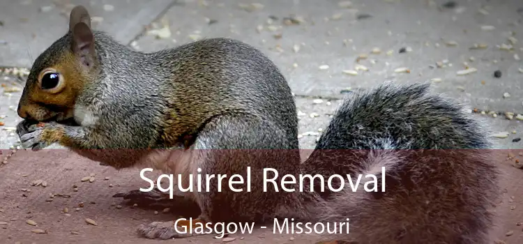 Squirrel Removal Glasgow - Missouri