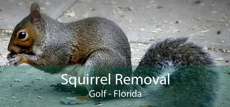 Squirrel Removal Golf - Florida