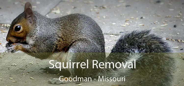Squirrel Removal Goodman - Missouri