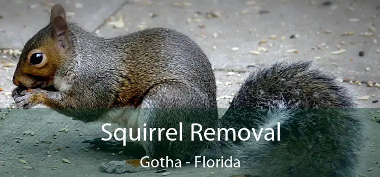 Squirrel Removal Gotha - Florida