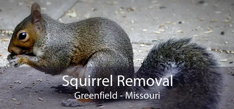 Squirrel Removal Greenfield - Missouri