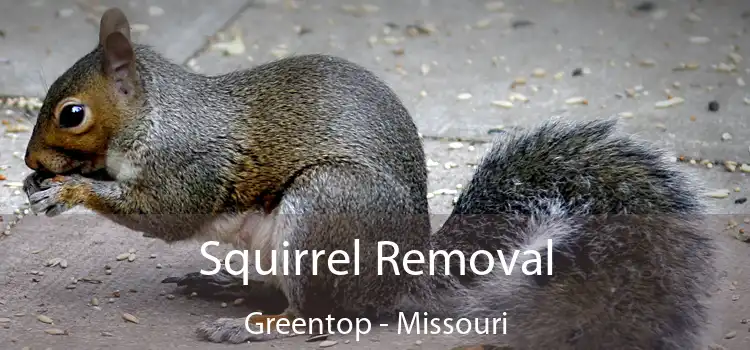 Squirrel Removal Greentop - Missouri