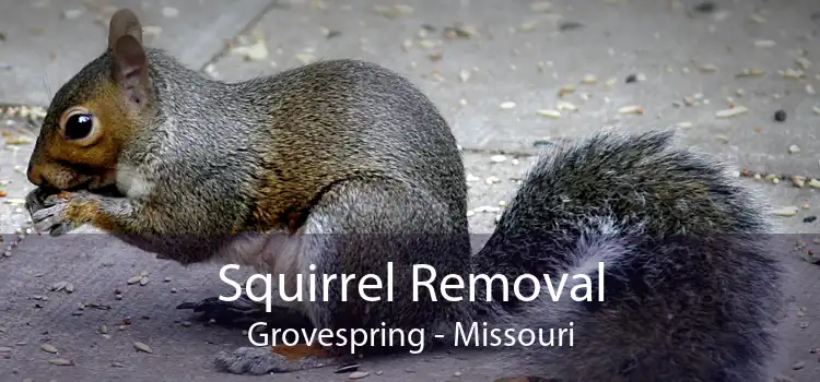 Squirrel Removal Grovespring - Missouri