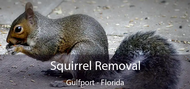 Squirrel Removal Gulfport - Florida