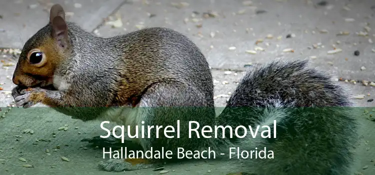 Squirrel Removal Hallandale Beach - Florida