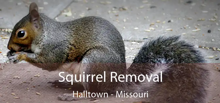 Squirrel Removal Halltown - Missouri