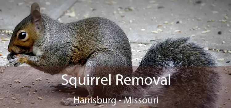 Squirrel Removal Harrisburg - Missouri