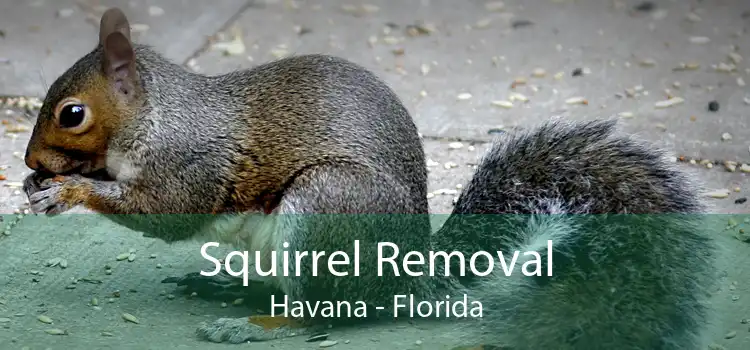 Squirrel Removal Havana - Florida