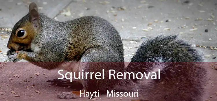Squirrel Removal Hayti - Missouri
