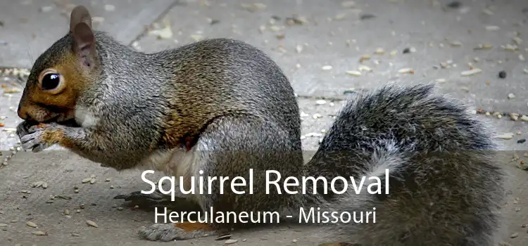Squirrel Removal Herculaneum - Missouri