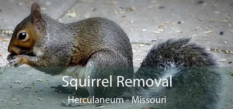 Squirrel Removal Herculaneum - Missouri