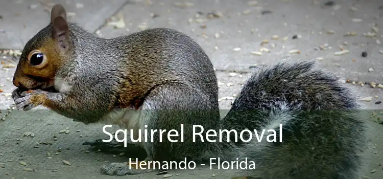 Squirrel Removal Hernando - Florida