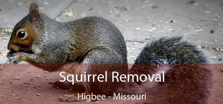 Squirrel Removal Higbee - Missouri