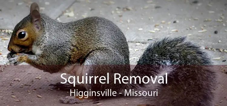 Squirrel Removal Higginsville - Missouri