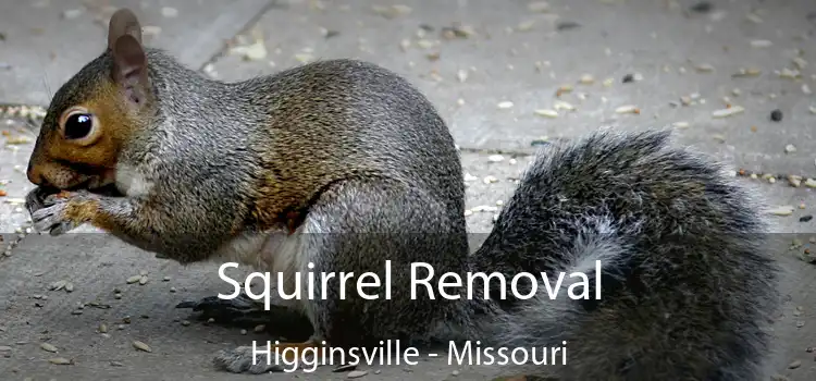 Squirrel Removal Higginsville - Missouri