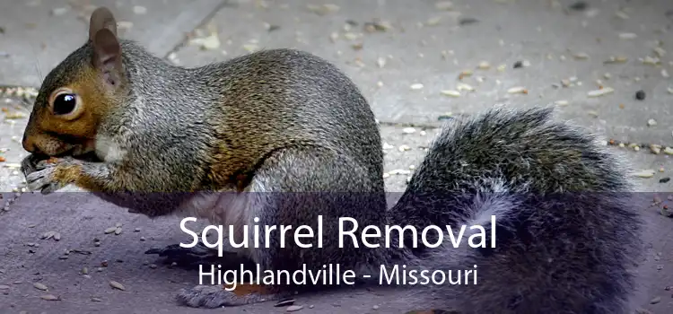 Squirrel Removal Highlandville - Missouri
