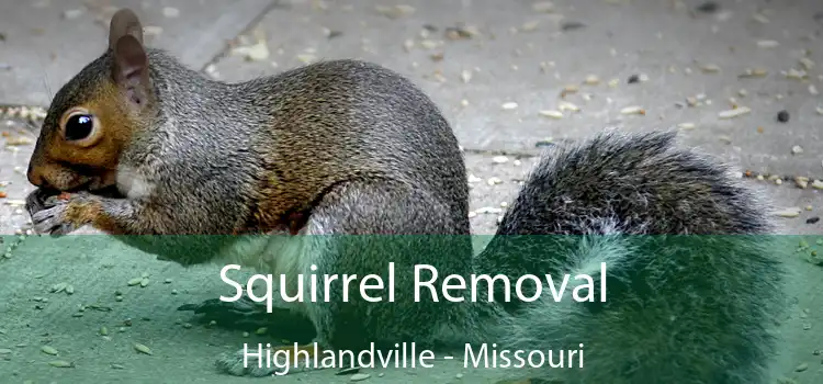 Squirrel Removal Highlandville - Missouri