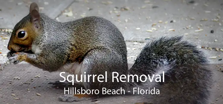 Squirrel Removal Hillsboro Beach - Florida