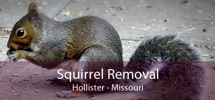 Squirrel Removal Hollister - Missouri