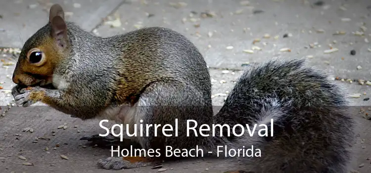 Squirrel Removal Holmes Beach - Florida