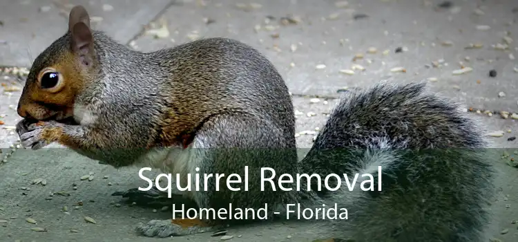 Squirrel Removal Homeland - Florida
