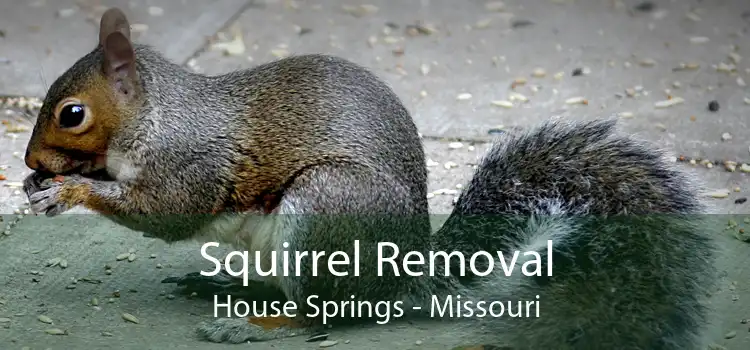 Squirrel Removal House Springs - Missouri