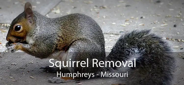 Squirrel Removal Humphreys - Missouri
