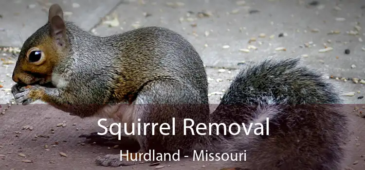 Squirrel Removal Hurdland - Missouri