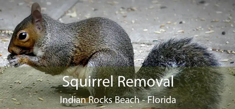 Squirrel Removal Indian Rocks Beach - Florida