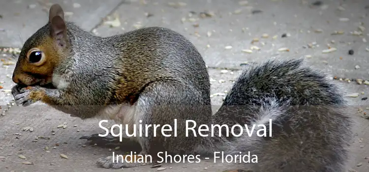 Squirrel Removal Indian Shores - Florida