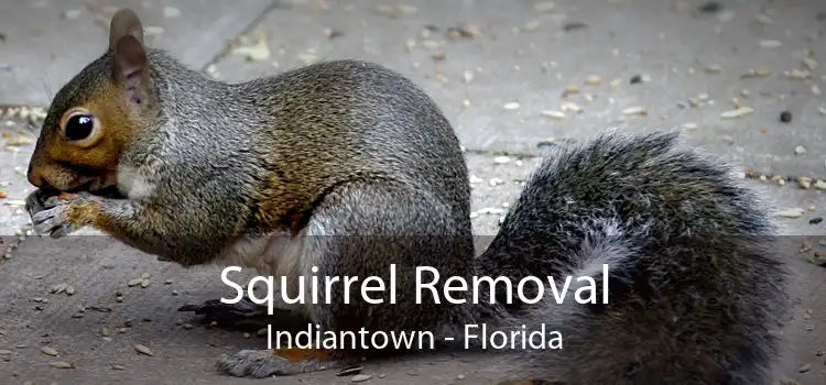 Squirrel Removal Indiantown - Florida