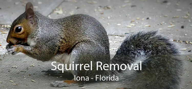 Squirrel Removal Iona - Florida