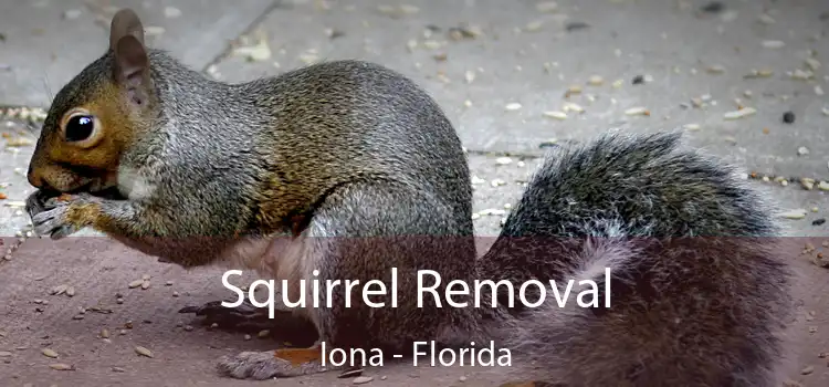 Squirrel Removal Iona - Florida