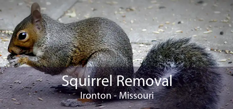 Squirrel Removal Ironton - Missouri