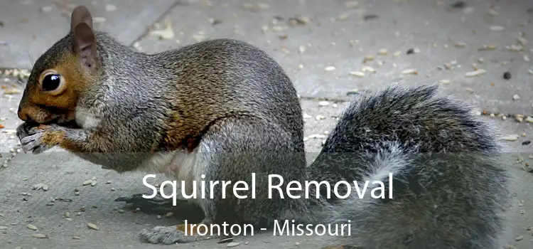 Squirrel Removal Ironton - Missouri