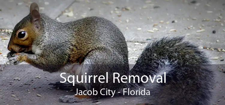Squirrel Removal Jacob City - Florida