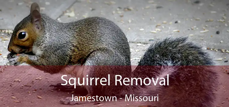 Squirrel Removal Jamestown - Missouri