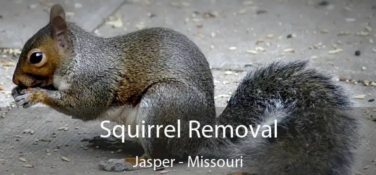 Squirrel Removal Jasper - Missouri