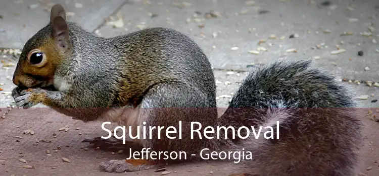 Squirrel Removal Jefferson - Georgia