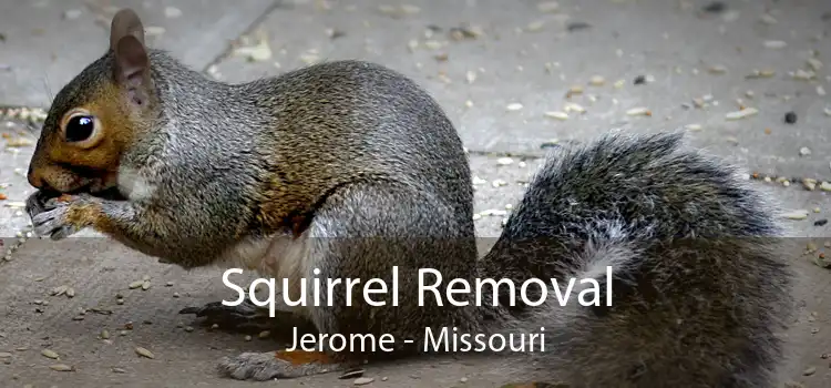 Squirrel Removal Jerome - Missouri