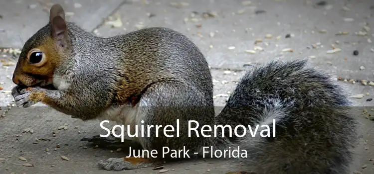 Squirrel Removal June Park - Florida