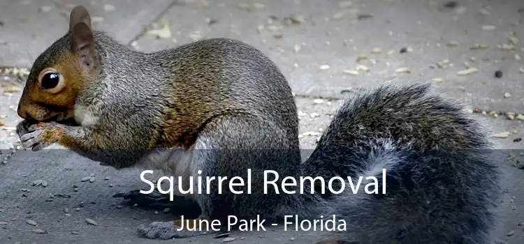 Squirrel Removal June Park - Florida